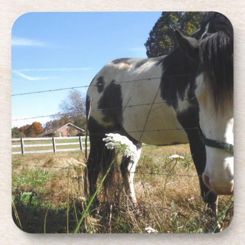 Brown White Painted Horse Queen Ann Lace flower Beverage Coaster