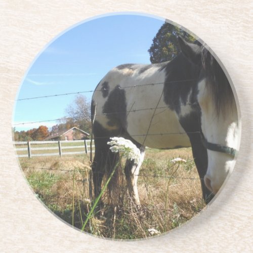 Brown White Painted Horse Queen Ann Lace flower Coaster
