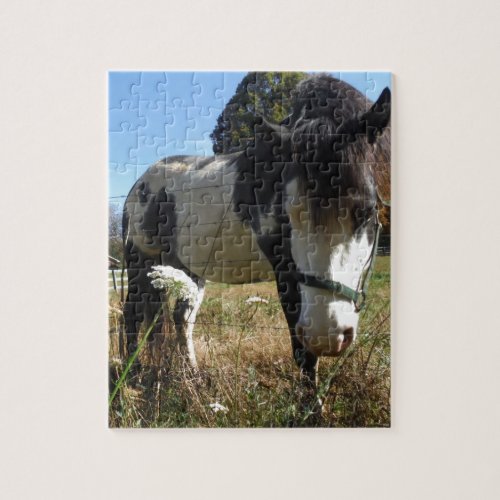 Brown White Painted Horse Queen Ann Lace flower Jigsaw Puzzle