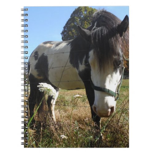 Brown White Painted Horse Queen Ann Lace flower Notebook