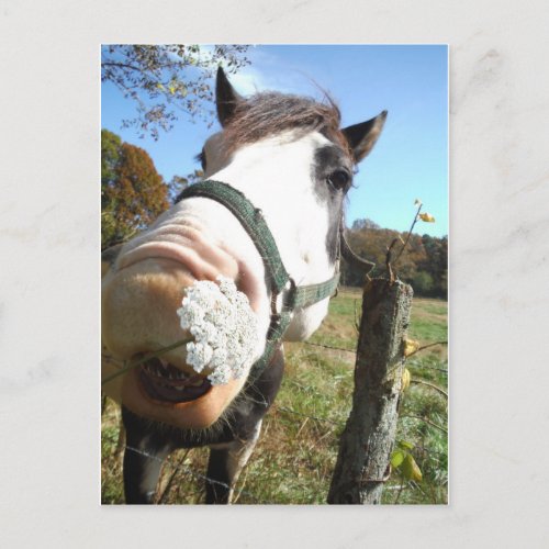 Brown White Painted Horse Queen Ann Lace flower Postcard