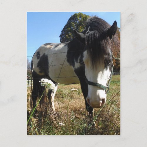 Brown White Painted Horse Queen Ann Lace flower Postcard