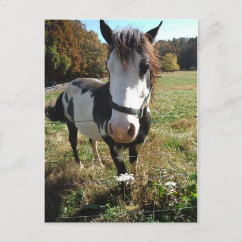 Brown White Painted Horse Queen Ann Lace flower Postcard