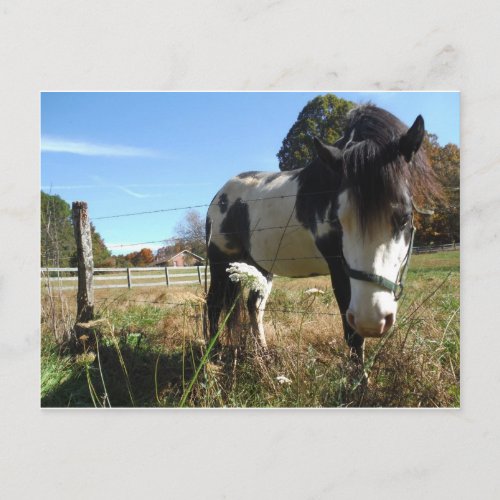 Brown White Painted Horse Queen Ann Lace flower Postcard