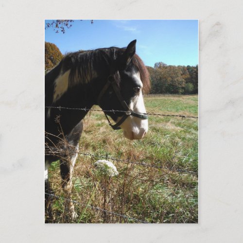 Brown White Painted Horse Queen Ann Lace flower Postcard