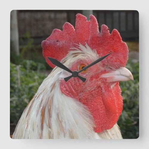 Brown White Rooster Face Square Wall Clock