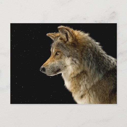 Brown wolf _ head wolf _ wild animal postcard