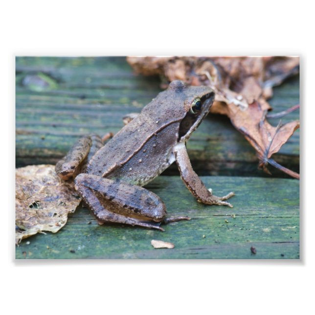 Brown Wood Frog Photo Print (Front)