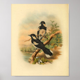 Brown's Flycatcher Black Bird Vintage Print