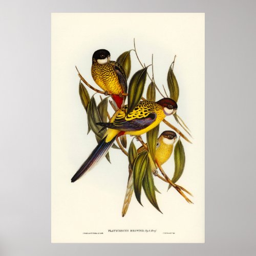 Browns Parakeet by Elizabeth Gould Poster