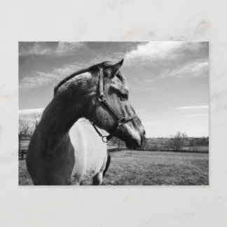 Brownstead Stallion Postcard