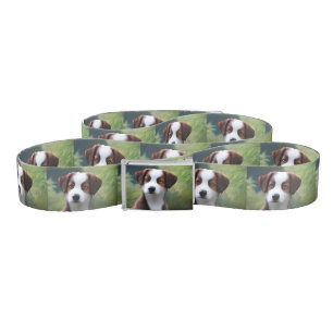 Bruce The Border Collie Puppy, Belt