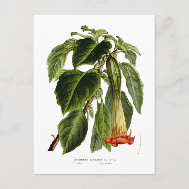 Brugmansia sanguinea (Angel's trumpet) Postcard (Front)