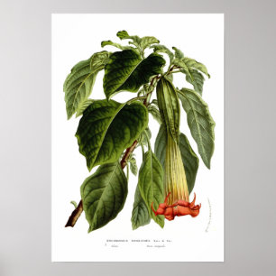 Brugmansia sanguinea (Angel's trumpet) Poster