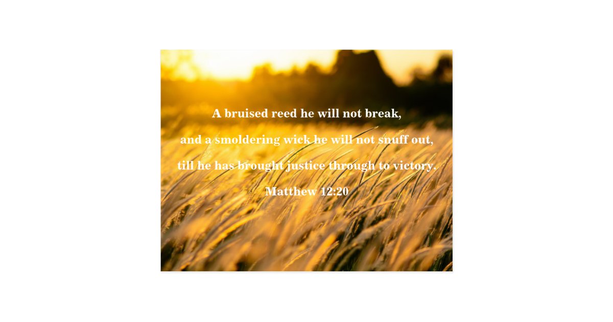 Bruised Reed Bible Verse Postcard