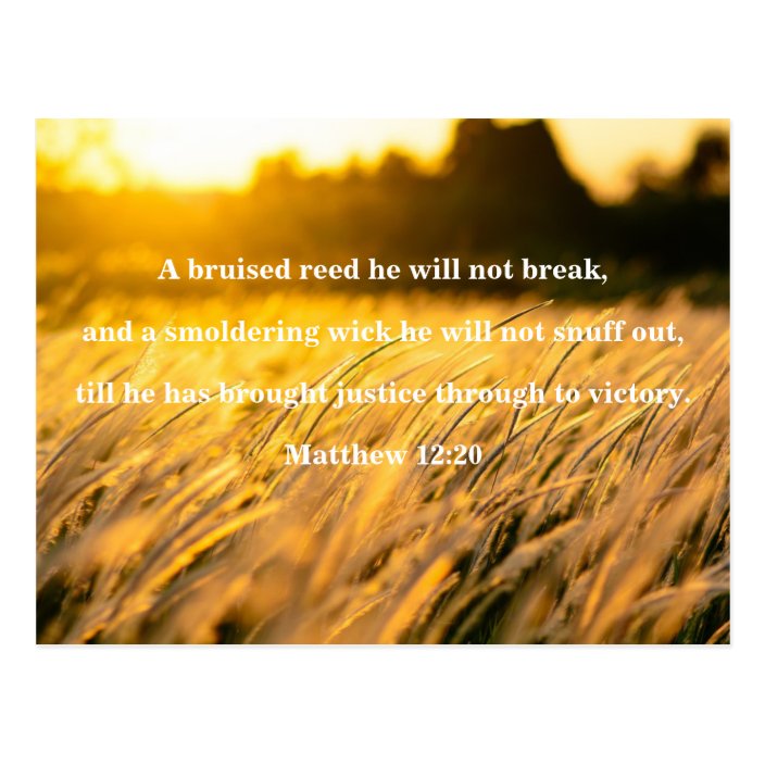 Bruised Reed Bible Verse Postcard | Zazzle.com