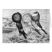 Brunner Pouter Pigeons (Front Horizontal)