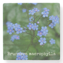 Brunnera macrophylla stone coaster Brunnera macrophylla stone coaster