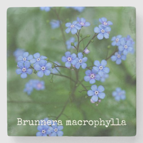 Brunnera macrophylla stone coaster