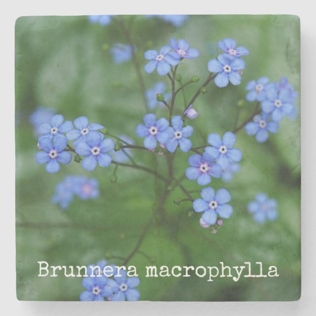 Brunnera macrophylla stone coaster (Front)