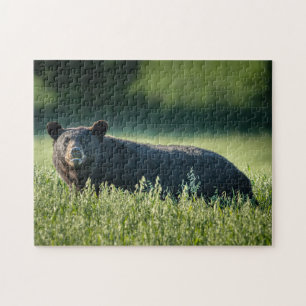 Bruno the Bear Puzzle