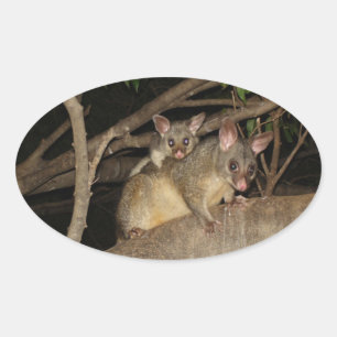 Brushtail Possums Oval Sticker