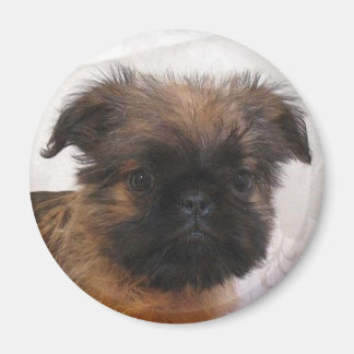 Brussell Griffon Magnet