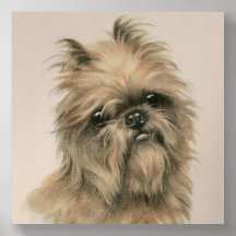 Brussels Griffon