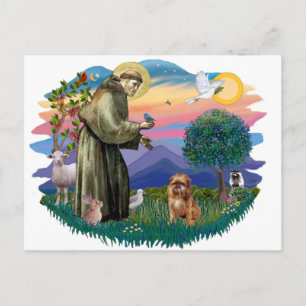 Brussels Griffon (brown/red) Postcard