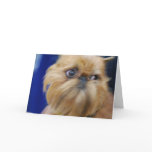 Brussels Griffon Dog Greeting Card