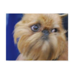 Brussels Griffon Dog Postcard