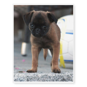 brussels griffon front view temporary tattoos