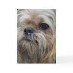 Brussels Griffon Greeting Card