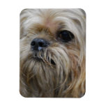 Brussels Griffon Magnet