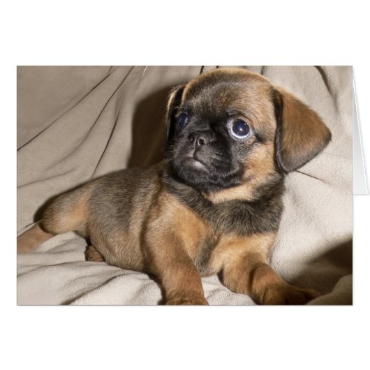 Brussels Griffon Puppy! Cards (Front Horizontal)