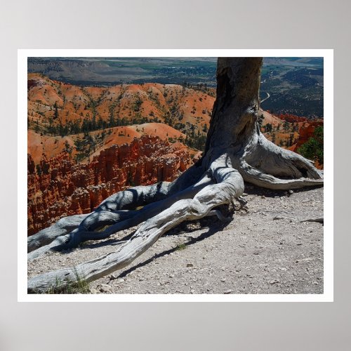 Bryce Canyon National Park Tree Roots Nature Photo Poster