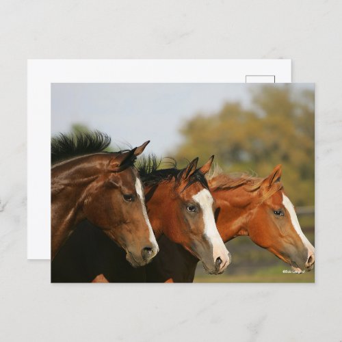 BThree Quarter Horses Running Headshots Postcard