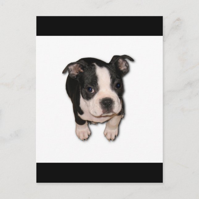 BTpup Postcard (Front)