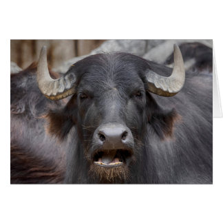 Bubalus bubalis