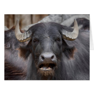 Bubalus bubalis