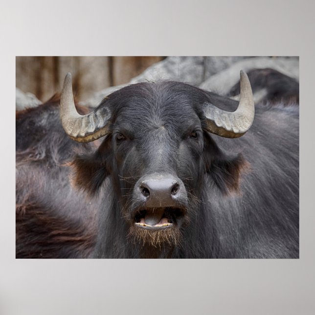 Bubalus bubalis poster (Front)