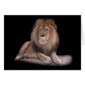 Bubble King (Front Horizontal)