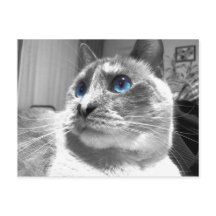 Bubble's Mesmerizing Blues