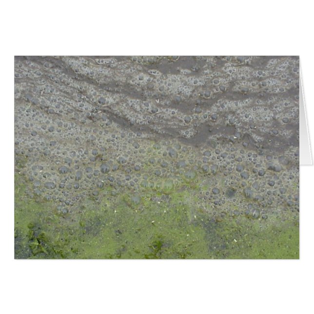 Bubblescum card (Front Horizontal)