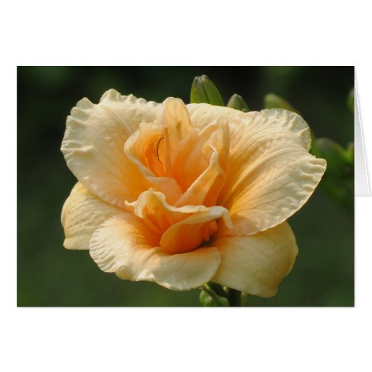 Bubbly - Daylily Cards (Front Horizontal)