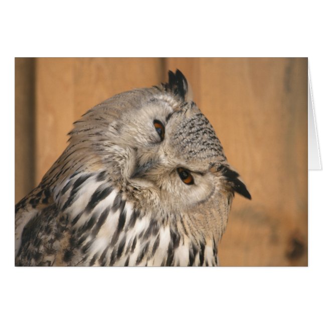 Bubo bubo sibiricus cards (Front Horizontal)