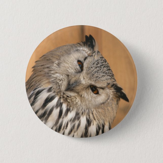 Bubo bubo sibiricus pinback button (Front)