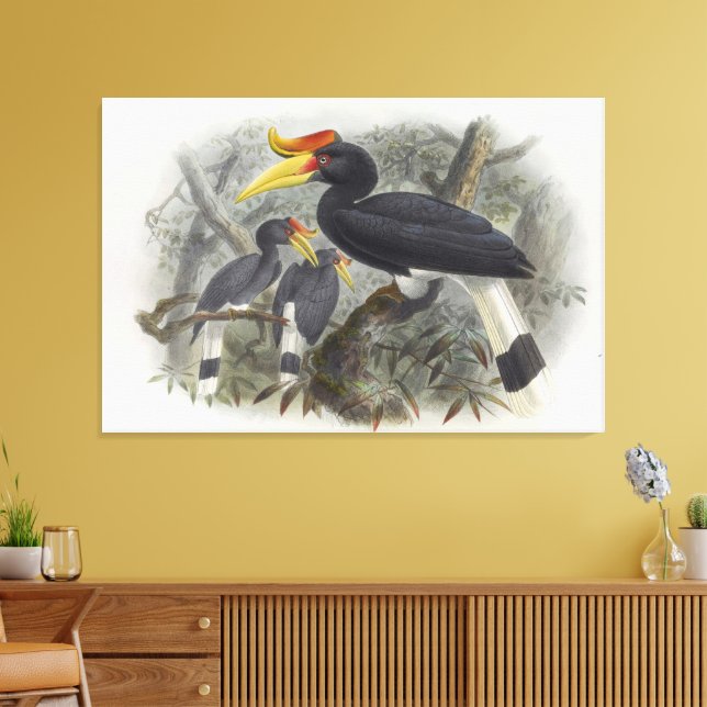 Buceros rhinoceros canvas print (Insitu(LivingRoom))