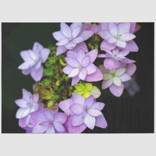 Buch of Many Petaled Purple Flowers Tissue Paper (Front)