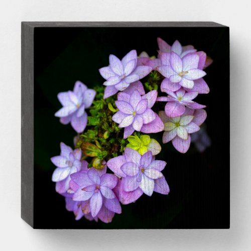 Buch of Many Petaled Purple Flowers Wooden Box Sign